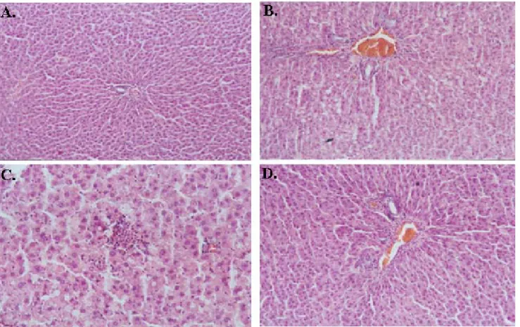 Fig. 4. Histological finding of rat liver tissues treated with TCDD or cricket extract
