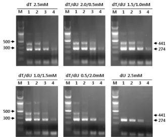 Fig. 1. Optimization of the proposed UNG-supplemented sin- sin-gle-tube nested reverse transcription-polymerase chain reaction  (UsnRT-PCR) with different dTTP (dT) and dUTP (dU) concentration  ratio