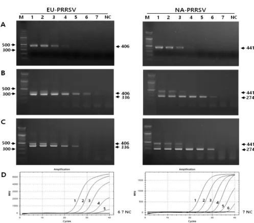 Fig. 4. Comparison of sensitiv- sensitiv-ities among reverse transcription-  polymerase chain reaction (RT-  PCR, A), single-tube nested RT-  PCR (snRT-PCR, B),  UNG-sup-plemented snRT-PCR (C) and  real  time RT-PCR (D) for the detection  of EU-PRRSV (left
