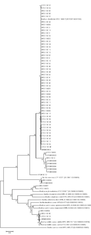 Fig. 2. Multilocus phylogenetic analysis tree constructed from  alignments of two different genes (gyrA and rpoB) derived from the  69 strains and known Bacillus spp