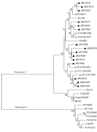 Fig. 1. Phylogenetic tree, based on the nucleotide sequences of rep gene, showing the relationship between 15 DuCVs in this study and  19 DuCVs from other regions of Korea and other countries