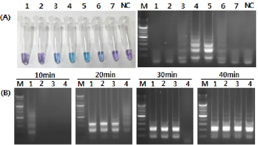 Fig. 2. Optimization of loop-  mediated isothermal amplification  (LAMP) condition for  amplifica-tion of the PCV2 DNA with  differ-ent reaction temperatures (A) and  reaction times (B)