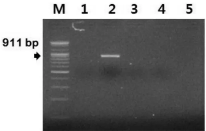 Fig. 2. Specificity of the developed species-specific PCR targeted  with the Mycoplasma pulmonis 16S ribosomal RNA sequence