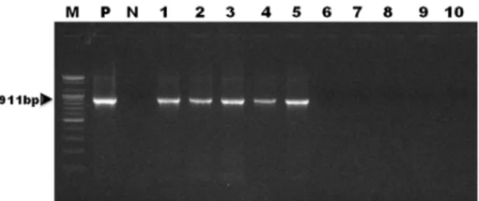 Fig. 3. Sensitivity of the developed species-specific PCR targeted  with the Mycoplasma pulmonis 16S ribosomal RNA sequence