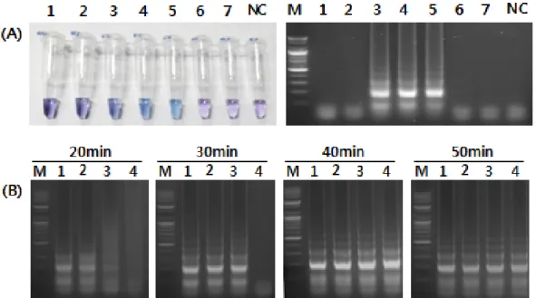 Fig. 3. Specificity of reverse transcription loop-mediated iso- iso-thermal amplification for amplification of the matrix gene of swine  in-fluenza virus (SIV)