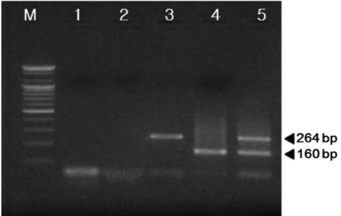 Table 3. Detection limit of M. hyopneumoniae and M. hyorhinis by the multiplex polymerase chain reaction