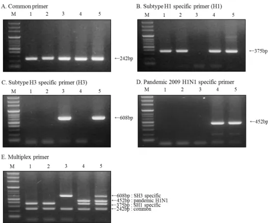 Fig. 1. Specificity of RT-PCR in  detecting swine influenza virus  (SIV) subtype H1, H3, pandemic  2009 H1N1 (pH1N1) by single (A