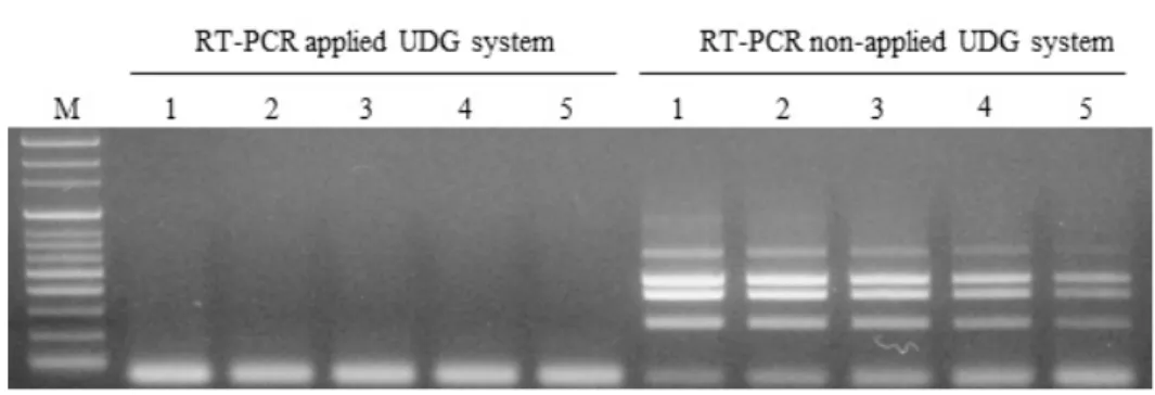 Fig. 4. Control of DNA carryover contamination by the developed UNG system-applied one-step multiplex RT-PCR