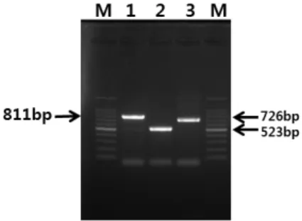 Fig. 1. Amplification of 16S rRNA and flagellin gene of C. chauvoei for the sequence analysis by PCR using three pairs of primers