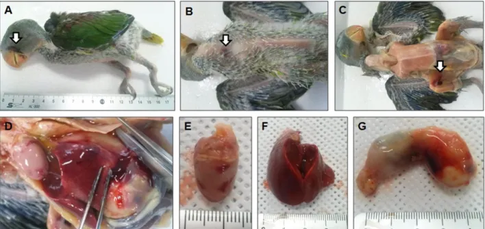 Fig. 1. Post-mortem examination of Alexndrine Parakeet (Psittacula eupatria) suspected with avian polyomavirus infection