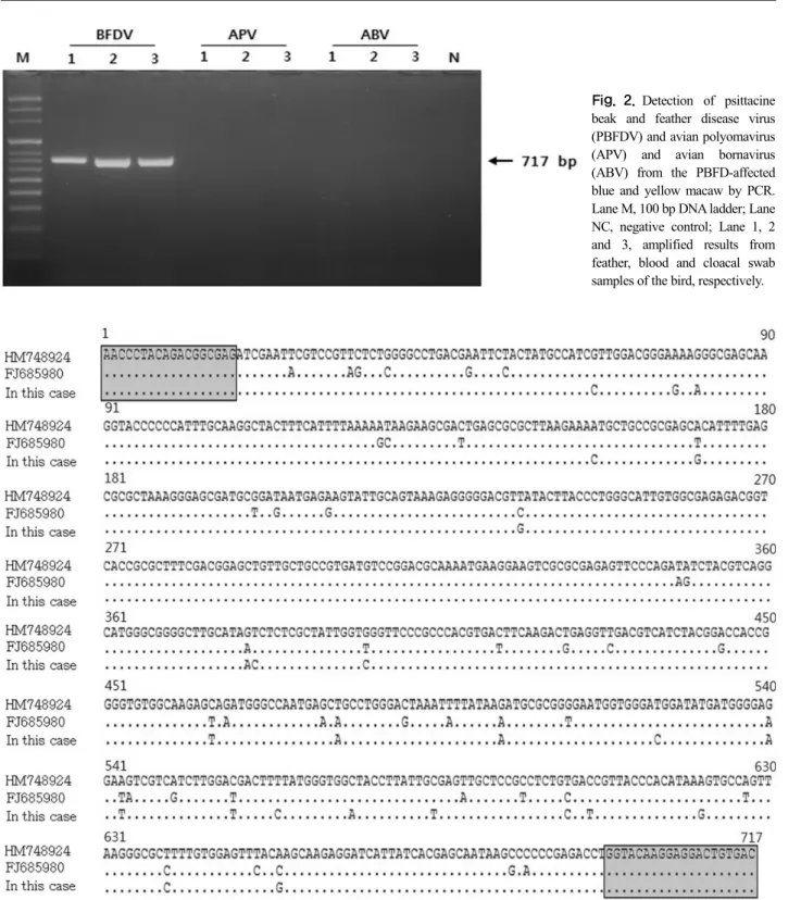 Fig. 2. Detection of psittacine  beak and feather disease virus  (PBFDV) and avian polyomavirus  (APV) and avian bornavirus  (ABV) from the PBFD-affected  blue and yellow macaw by PCR