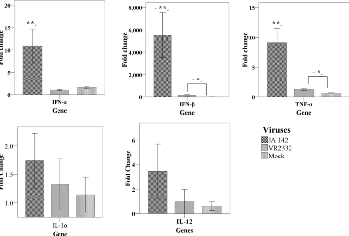 Fig. 1. Transcriptional expression of IL-1 α, IL-12, TNF-α and INF-α/β in naïve PAM infected with either JA142 or VR2332