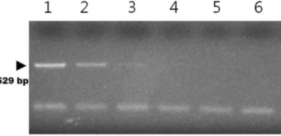 Fig. 3. PCR/dot blot hybridization with PCR-amplified DNA of T. 