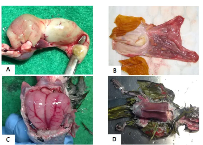 Fig. 3. Amplification of partial M gene of avian bornavirus from  tissues of PDD-suspected Hahns Macaws by RT-PCR