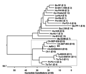 Fig. 7. Phylogenetic analysis of NSP4 gene nucleotide sequence of  AvRV-2. Bo: bovine, Ch: chicken, Eq: equine, Gu: guanaco,  Hu: human, La: lapine, Mu: murine, Pi: pigeon, Po:  por-cine, Si: simian, Tu: turkey