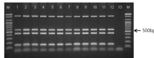 Fig.  1. Multiplex PCR of B. abortus isolates from organs and  drinking water. Lane M; 100 bp DNA marker, lane 1: B