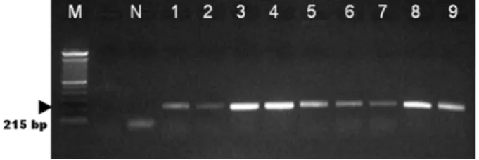 Fig. 3. Specificity of the developed consensus PCR targeted with  16S rRNA mycoplasma gene