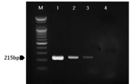 Fig. 5. Direct PCR from M. hyopnenmoniae infected clinical  samples. Lanes: M: 1 kb marker, 1: sample-1, 2: sample-2,  3: sample-3, 4: sample-4, 5: sample-5, 6: sample-6