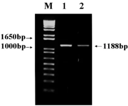 Fig. 1. Amplification of porcine group C rotavirus VP6 gene by  RT-PCR. Lane 1: porcine group C rotavirus Cowden strain,  lane 2: porcine group C rotavirus Korean isolate(#06-52-1),  M: 1 kb ladder marker.