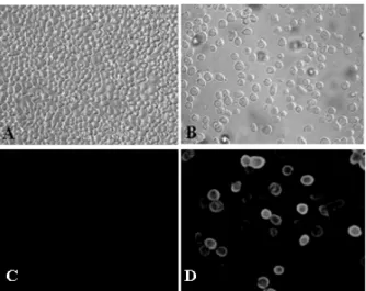Fig. 2. Cytopathic effects and immunofluorescences of Sf9 cells  infected with porcine group C rotavirus VP6 recombinant  baculovirus