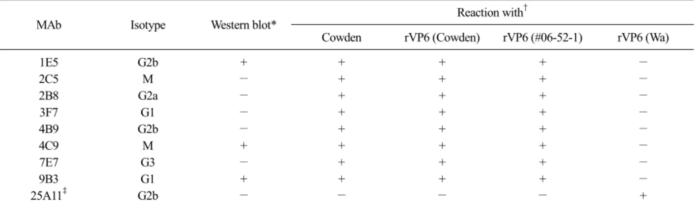 Fig.  5. Immunofluorescences of porcine group C rotavirus  VP6-specific monoclonal antibodies (MAbs)