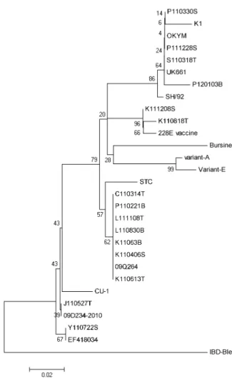 Fig. 1. Phylogenetic diagram of variable protein 2 gene of infectious  bursal disease virus isolated in Jeong-eup (nucleotides 730 to  1,330)