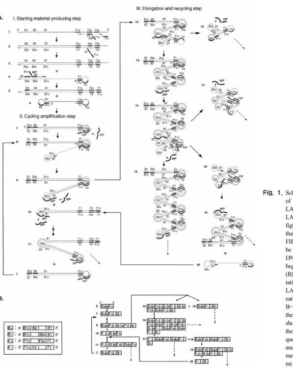 Fig. 1. Schematic representation  of the mechanism of  LAMP. (A) Steps in the  LAMP reaction