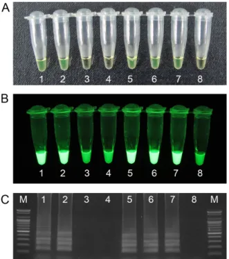 Fig. 4. Results of LAMP assay to detect Mycobacterium using bo- bo-vine blood samples