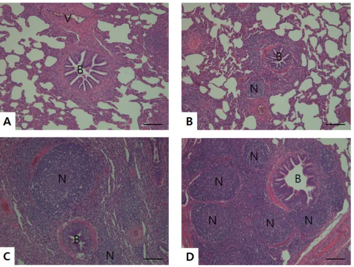 Fig. 1. Porcine lung tissue with different histological lesions. (A) Mild BALT hyperplasia showing diffuse infiltration of lymphocytes into the  peribronchial, peribronchiolar and perivascular tissues including the lamina propria of the airways