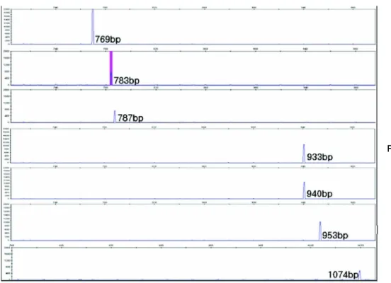 Fig. 4. Peak data of ISR frag- frag-ment analysis. After  fra-gment analysis, ISR  pe-ak data were examined  by using GeneMapper  Ver