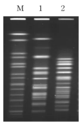 Fig. 3. PFGE pattern of genomic DNAs of CTX-M-15 produc- produc-ing  E. coli isolates digested with XbaⅠ