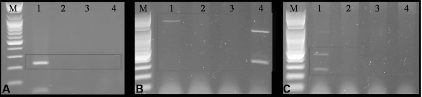 Fig. 3. Expression patterns of novel specific genes into various dogs DNA. A. ankykorbin B