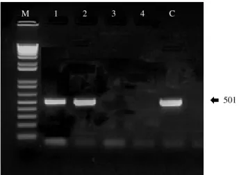 Fig. 2. DNA products obtained by conventional PCR with a serial dilution of positive control