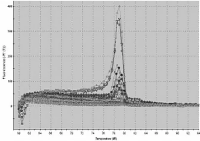 Fig. 5. Amplification plots of Taqman probe real-time PCR pro- pro-ducts obtained following 40 cycles of amplification.