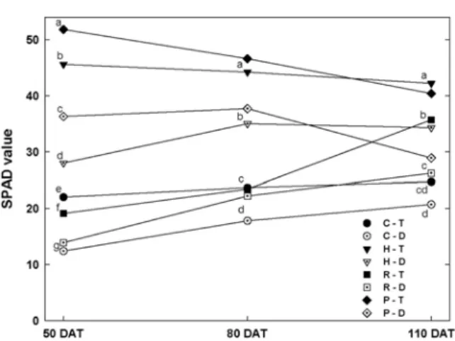 Fig.  2.  Effects  of  different  mulching  treatments  on  the  leaf  chlorophyll  content  (SPAD  value)  of  sorghum  (C：