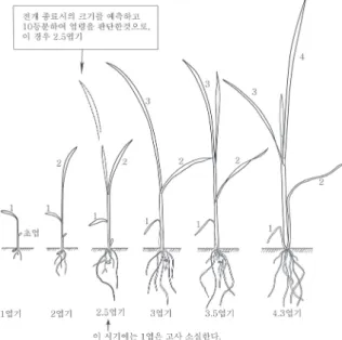 Fig.  1.  Counting  methods  of  the  leaf  stages  of  Echinochloa  spp.