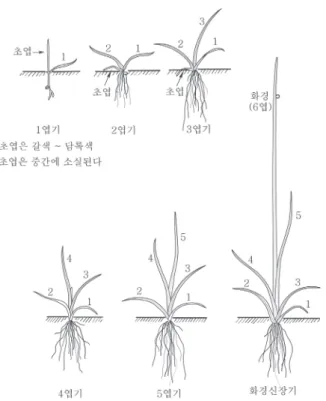 Fig.  3.  Counting  methods  of  the  leaf  stages  of  Monochoria  vaginalis  var.  plantaginea.