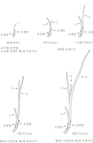 Fig.  6.  Counting  methods  of  the  leaf  stages  of  Sagittaria  pygmaea. 감사의 글     본 연구는 농촌진흥청 국립농업과학원 농업과학기 술 연구개발사업(과제번호：PJ006630  2011)의 지원에  의해 이루어졌습니다