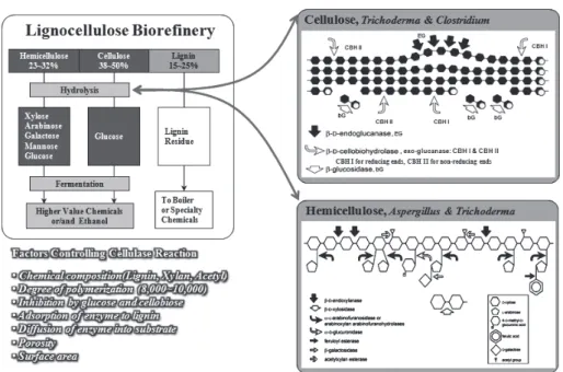 Fig.  4.  Cellulose  structure  and  hydrolysis  enzyme.첨가하여도 150∼170℃의 저온 저압에서도 처리가 가능하다