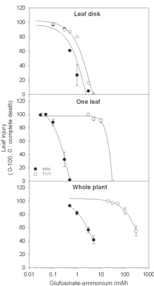 Fig.  1.  Comparison  of  bioassay  methods  on  leaf  injury  of  wild-type  and  transgenic  sweet  potato  plants  as  affected  by  glufosinate-ammonium