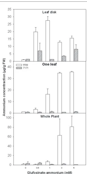 Fig.  2.  Comparison  of  bioassay  methods  on  ammonium  accumulation  of  wild-type  and  transgenic  sweet  potato  plants as  affected by  glufosinate-ammonium