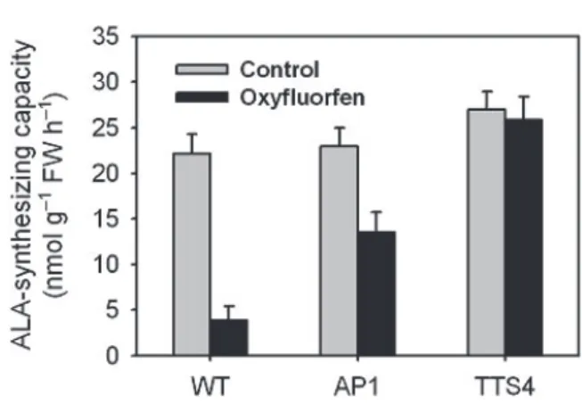Fig.  3.  Effect  of  oxyfluorfen  on  the  ALA-synthesizing  capacity  in  WT  and  transgenic plants