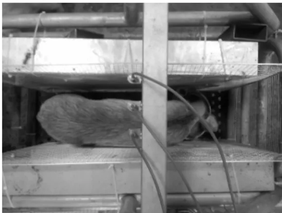 Fig. 2. A schematic diagram of measurement system for pig body temperature.