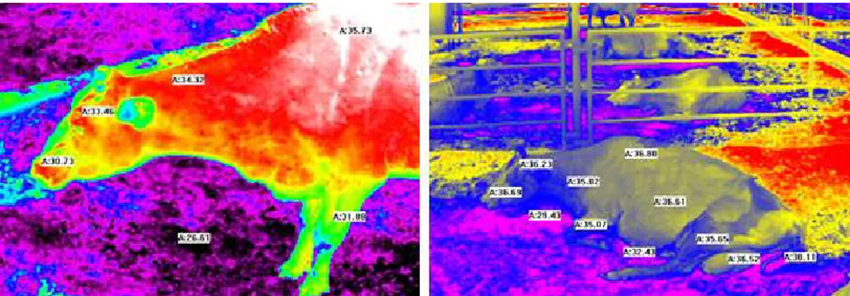 Fig. 2. Feedlot  environment  and  dairy  cows  skin  temperature  measurement  using  infrared  thermography  camera
