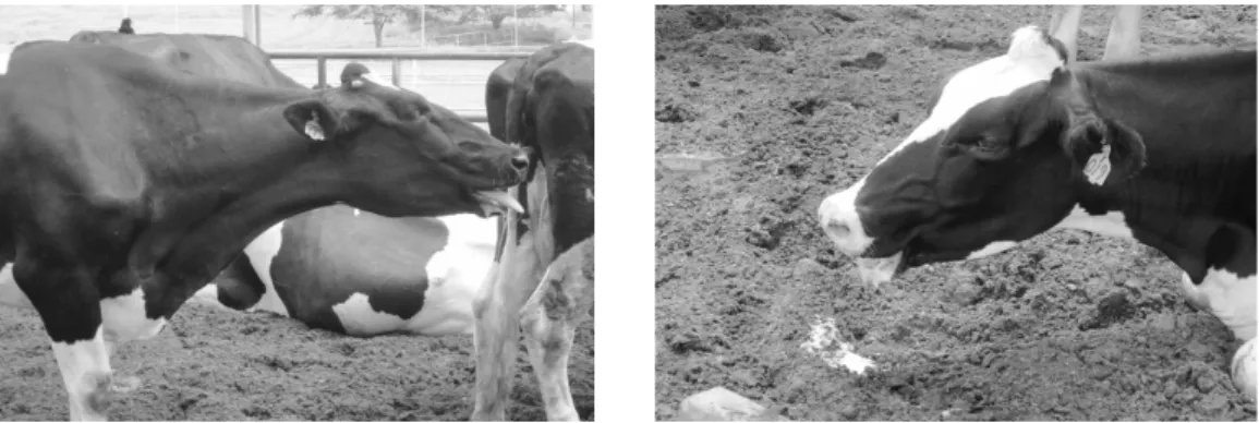 Fig. 7. Changes of rectal temperatures of  milking cow at 2 p.m.수를  하지  않았을  때는 114.0회/분으로  조사되었고,  관수를  했을  때는  96.7회/분으로  조사되어  관수를  실시했을  경우,  관수를  하지 않았을  때보다  호흡수가  감소하는  결과를  보였다