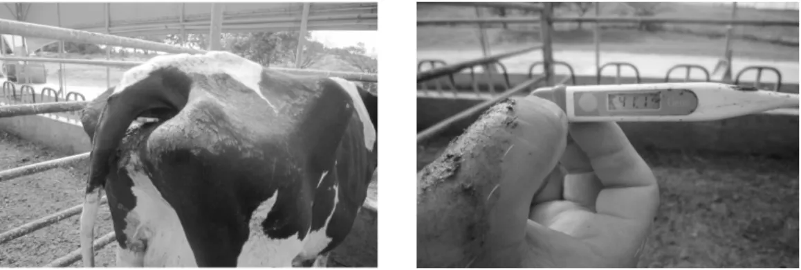 Fig. 8. Photoes of measuring rectal temperatures of milking cow. 39.1, 39.0℃로  송풍기가  설치되지  않은  우사  내의  착유우  직장온도  39.4℃에  비해  낮았다 는  보고와  비슷한  경향이었다 (최  등, 1999)