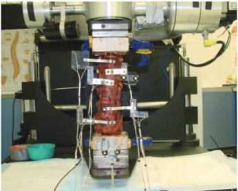 Fig. 1. Spine simulator setup.