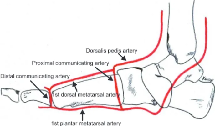 Fig. 8. Sagittal view of the arterial supply to the foot. 
