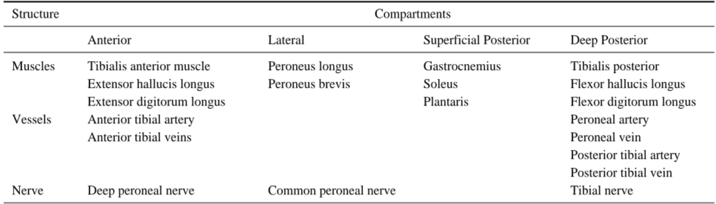 Table 2. Compartments of the lower leg