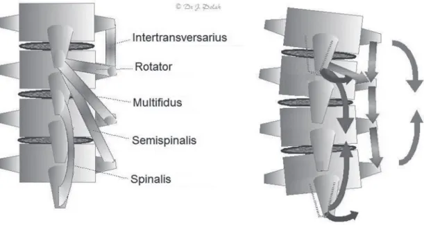 Fig. 6. The transversospinalis muscles and their one-sided contraction.